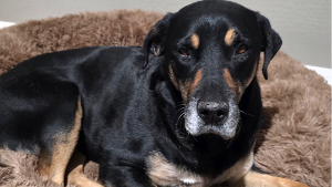 Lost Pet: ROSCO
