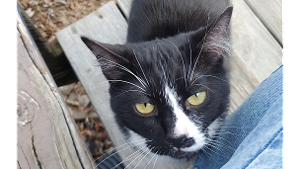 Lost Pet: Luna