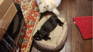 Lost Pet: Nero