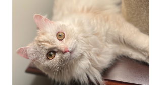Lost Pet: Muffin