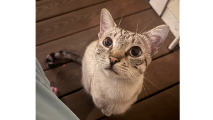 Lost Pet: Li Xiao Fu