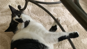 Lost Pet: Charlie