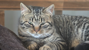 Lost Pet: Doug