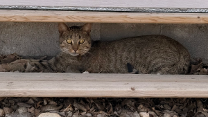 Lost Pet: Maurizio