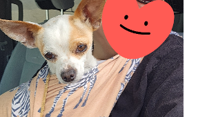 Lost Pet: Dumbo
