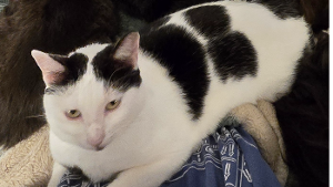 Lost Pet: Willie