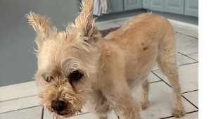 Lost Pet: Dobby
