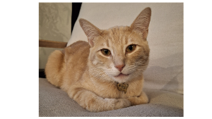 Lost Pet: Niko