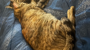 Lost Pet: Winnie