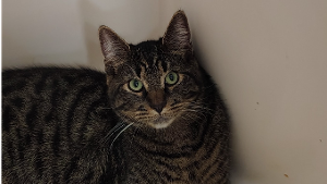 Lost Pet: Butch Catsidy