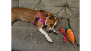Lost Pet: Lilo
