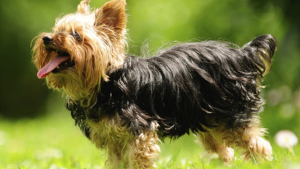 Lost Pet: Ryder