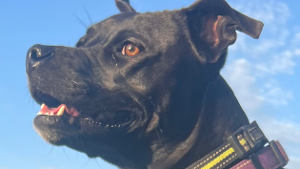 Lost Pet: Maggie