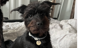 Lost Pet: Ellie