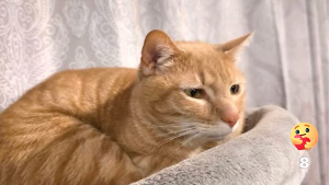 Lost Pet: Brom