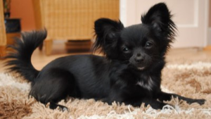 Lost Pet: July