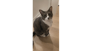 Lost Pet: Michicho