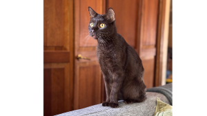 Lost Pet: Brownie
