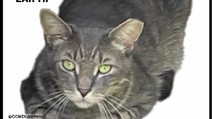 Lost Pet: Ziggy