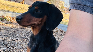 Lost Pet: ROCKY