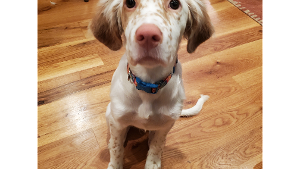 Lost Pet: Daisy