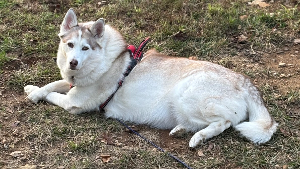 Lost Pet: Spirit