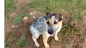 Lost Pet: Willow
