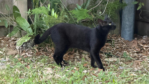 Lost Pet: Taffy