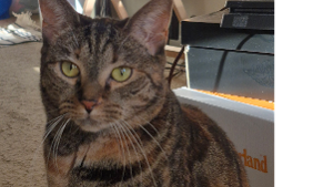 Lost Pet: Mayflower