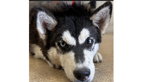 Lost Pet: Clover