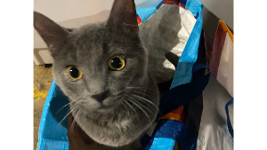 Lost Pet: Molly