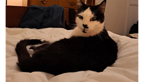 Lost Pet: Charlie