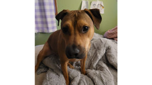 Lost Pet: Cookie