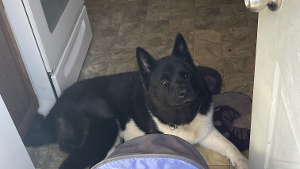 Lost Pet: Ace Antonio Williams