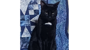 Lost Pet: Gato