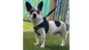 Lost Pet: Skippy