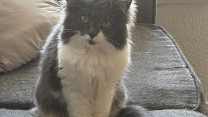 Lost Pet: Marie
