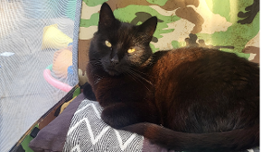 Lost Pet: Elmo