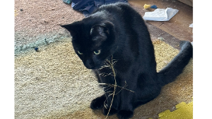Lost Pet: Tux