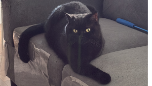 Lost Pet: Thomas