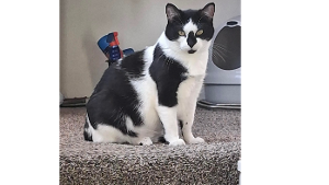Lost Pet: Moo