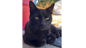 Lost Pet: Burnt Toast