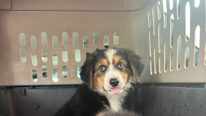 Lost Pet: Tiana