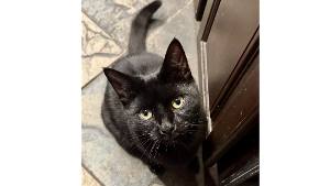 Lost Pet: Hamish
