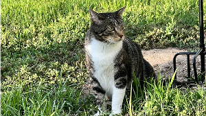 Lost Pet: Michi