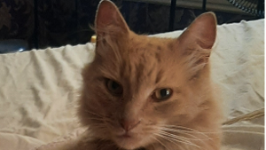 Lost Pet: Jaxy Davis
