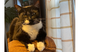 Lost Pet: Tux