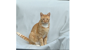 Lost Pet: Luka
