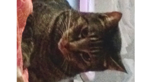 Lost Pet: GriGri
