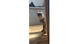 Lost Pet: Me-Mow